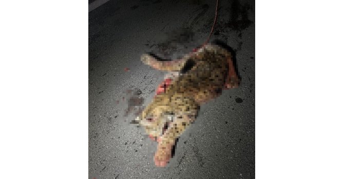 Otomobilin çarptığı koruma altındaki vaşak telef oldu