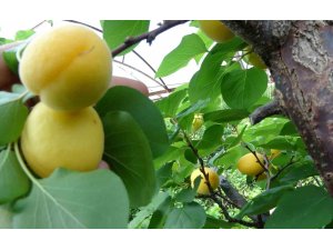 Örtü altında turfanda kayısı hasadı başladı