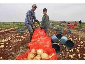 Türkiye’nin Suriye sınırında bereketli soğan hasadı