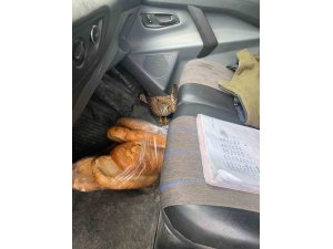 Dörtyol’da yaralı atmaca araca sığındı