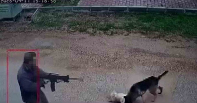 Kavga eden sokak köpeklerine tüfekle ateş edip bir köpeği öldürdü