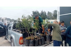 Büyükşehir’den Alanya’nın coğrafi işaretli keçiboynuzuna destek