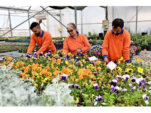 Çiçek Desenleri Günleri için 130 bin dal çiçek yetiştiriliyor