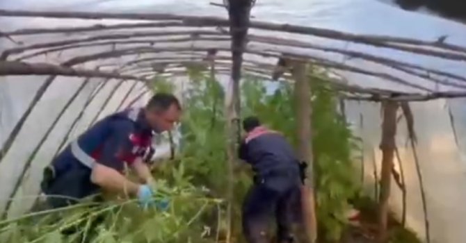 Serayı uyuşturucu tarlasına çevirmiş