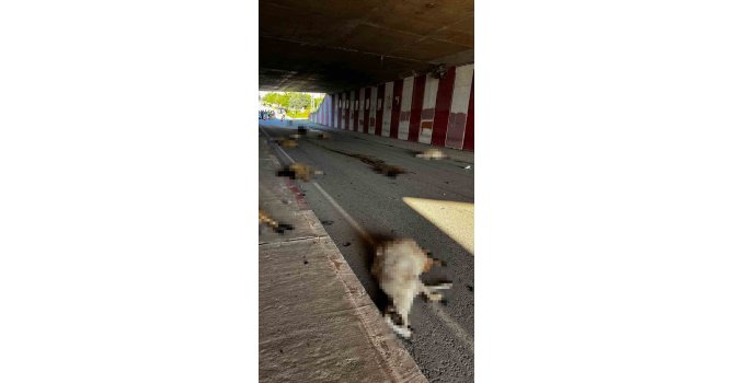 Otomobil sürüye daldı, 17 koyun telef oldu