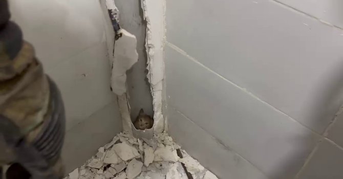 Boruda mahsur kalan kedi duvar kırılarak kurtarıldı