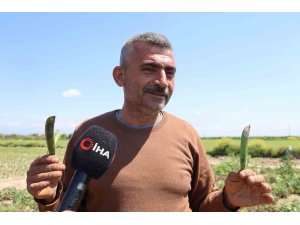 Kozan bezelyesi görünümüyle Karadeniz hamsisine benzetildi