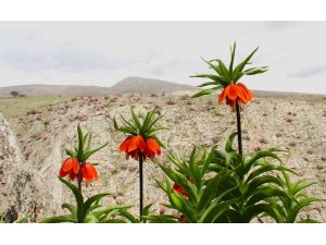 Afşin’de ters laleler açtı: Koparana 700 bin TL ceza