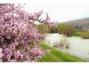Hurman Çayı çevresinde yabani bademler pembe çiçek açtı