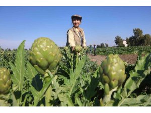 Akademisyen çiftçinin 7 yıl süren emekleriyle 120 dönüm alana yaydığı enginar üretiminde hasat başladı
