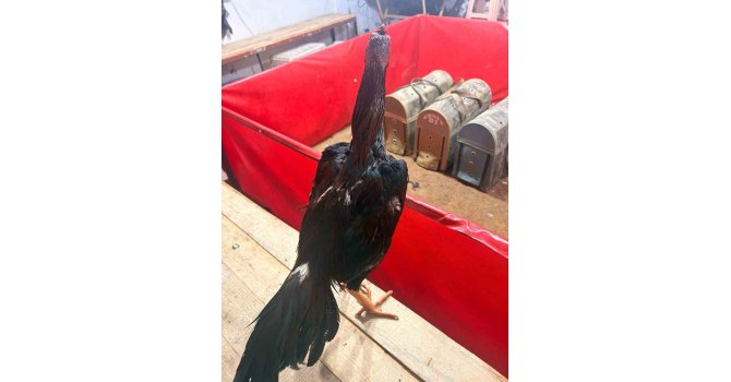 Alanya’da horoz dövüşüne jandarma baskını: 11 kişiye 143 bin TL ceza