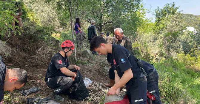Dağlık alanda otlarken mağaraya düşen inek mağaraya inebilecek kasap bulunamayınca telef oldu