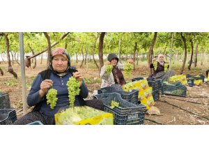 Silifke’de sezonun ilk üzümü hasat edildi, kilosu 600 TL’den ihraç edildi