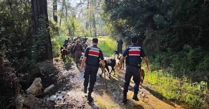 Antalya’da sürüden ayrılıp kaybolan 41 keçi jandarma tarafından bulundu