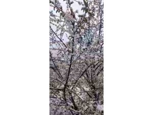 Adana’da kiraz çiçekleri karla kaplandı
