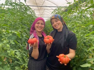 Üretime genç kadın eli değdi: O ilçede yıllık 550 bin ton domates hasat ediliyor