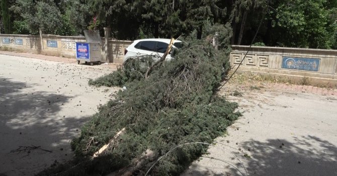 Antalya’da mezarlıktaki ağaç devrildi, park halindeki araç zarar gördü