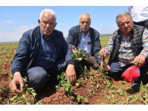 Ceviz büyüklüğündeki dolu yağışı tarım arazilerine zarar verdi