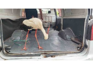 Adana’da yaralı leyleğe vatandaş sahip çıktı