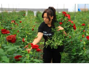 Gül serada 5, çiçekçide 50-100 lira