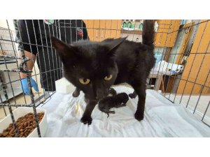 Havalandırma boşluğuna düşen kedi ve yavruları kurtarıldı
