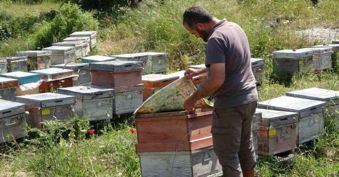 Kamera şüphelinin fotoğrafını çekti: Arılığa giren şahıs, kameraya zarar verdi
