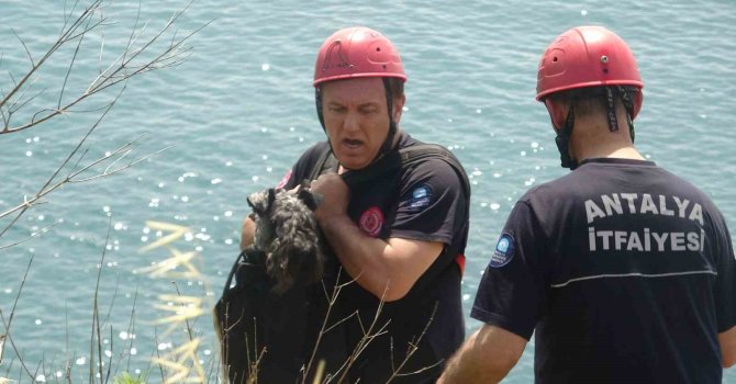 Kedi kovalarken falezlerden düşüp mahsur kalan köpeğe film gibi kurtarma operasyonu