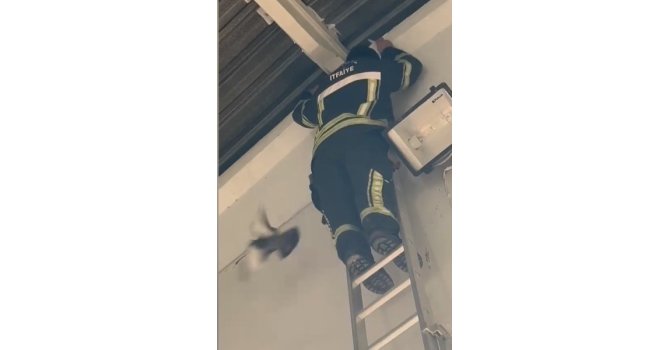 Ayağı ipe dolanan güvercin, itfaiyenin müdahalesiyle kurtuldu