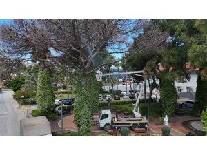 Alanya’da Akdeniz çam kabuk böceğine karşı ortak mücadele başlatıldı