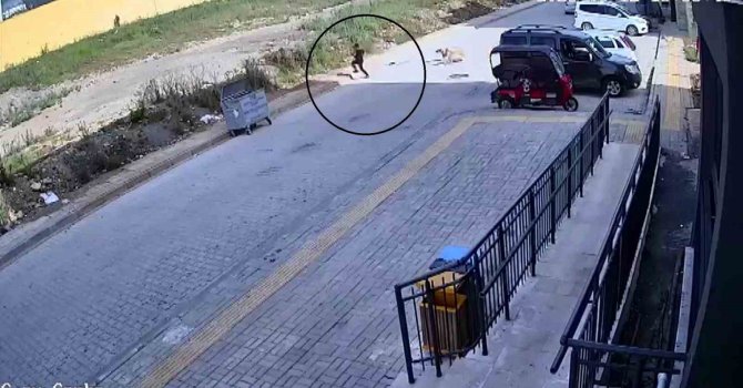 Sokak köpeklerinin saldırdığı 7 yaşındaki çocuk korku dolu anlar yaşadı