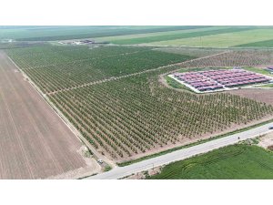 Mesaileri başlayan tarım işçileri, Amik Ovası’nda bin 100 TL yevmiye alacak
