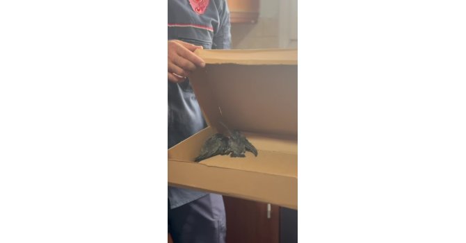 Havalandırma borusunda mahsur kalan 3 yavru kuş kurtarıldı