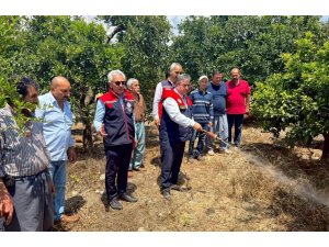Akdeniz meyve sineğiyle mücadele kesintisiz sürüyor
