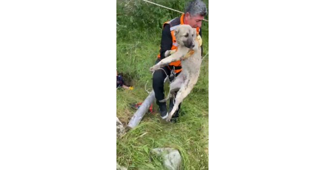 Isparta’da foseptik çukuruna düşen yavru köpek ve kaplumbağa kurtarıldı
