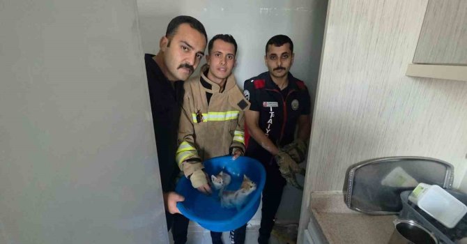 Yavru kediler duvarın kırılmasıyla kurtarıldılar
