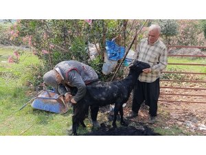 Kozan’da keçilere yaz bakımı