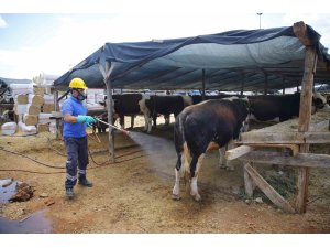 Büyükşehirden 6 farklı noktada ücretsiz kurban kesim hizmeti