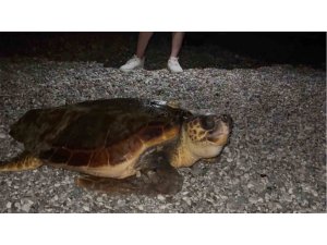 Sahilin davetsiz misafiri dev caretta caretta