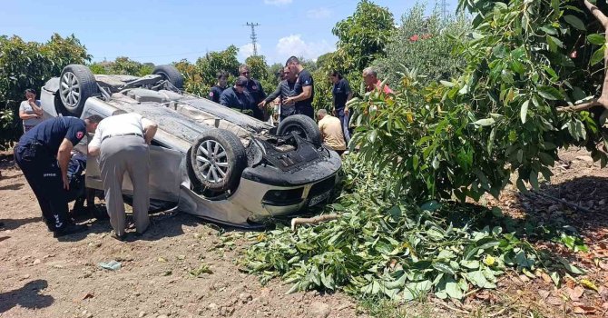 Viraj alamayan otomobil avokado bahçesine uçtu