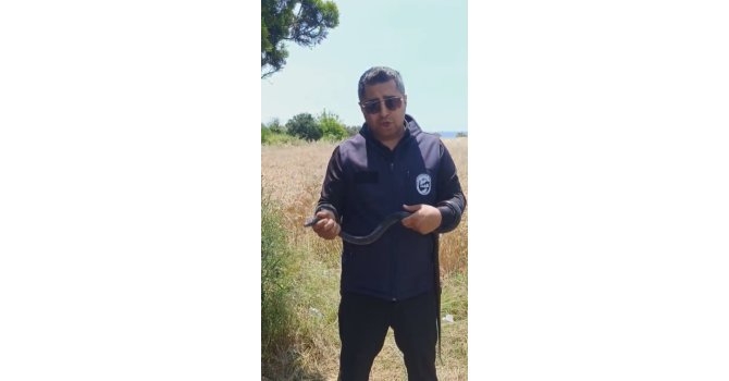 Hatay’da yaşlı kadının evine giren yılanı yakalayan Yılancı Kemal ‘Sevgili karayılan insanlardan uzak dur’ sözleriyle doğaya saldı