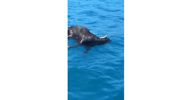 Alanya Kalesi açıklarında denizde ölü keçi bulundu