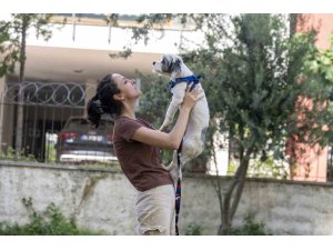 Mersin’de sahiplendirme kampanyasıyla bin 927 köpek yeni yuvasına kavuştu