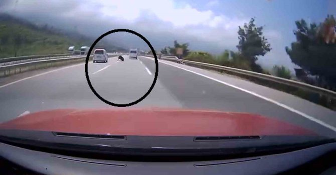 Otobanda yola fırlayan angus korku dolu anlar yaşattı