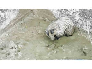 Doğada nadir görülen bal porsuğu mahsur kaldığı havuzdan kurtarıldı