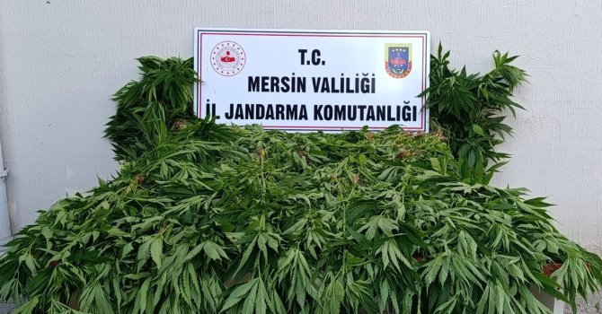 Ormanda kenevir yetiştirenlere suçüstü operasyon: 2 tutuklama
