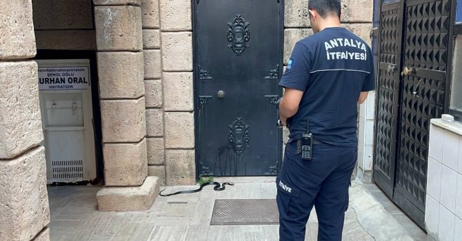 Namaza gelen cemaat karşılaştıkları yılanı önce oyuncak sandı, hareket edince telefona sarıldı