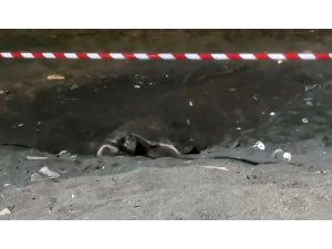 Koruma alanı dışına yuva yapan caretta caretta için şeritli tedbir