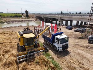 Hatay’da "her tohum bir gıda" projesinde ekilen buğday hasat edildi