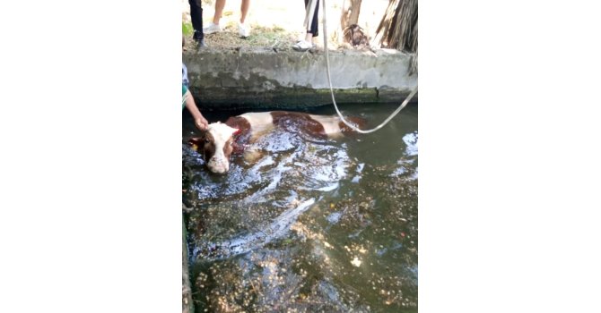 Antakya’da havuza düşen ineği itfaiye kurtardı