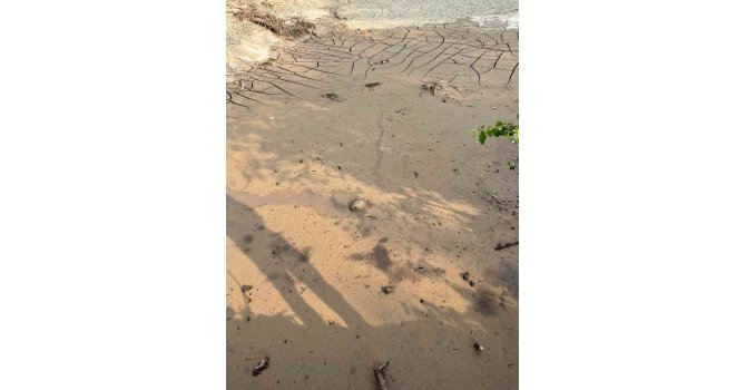 Osmaniye’de çamura saplanan kaplumbağayı itfaiye kurtardı